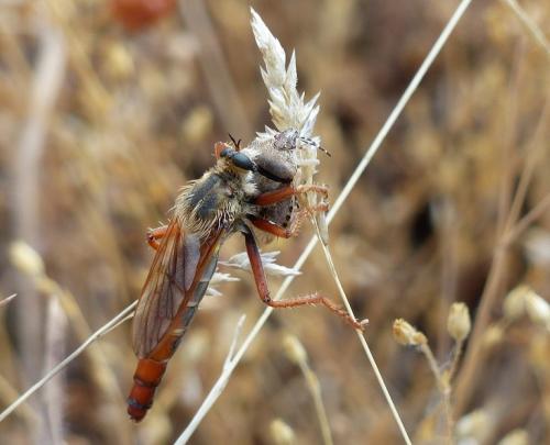 Réf. 195 546 : Stenopogon sabaudus